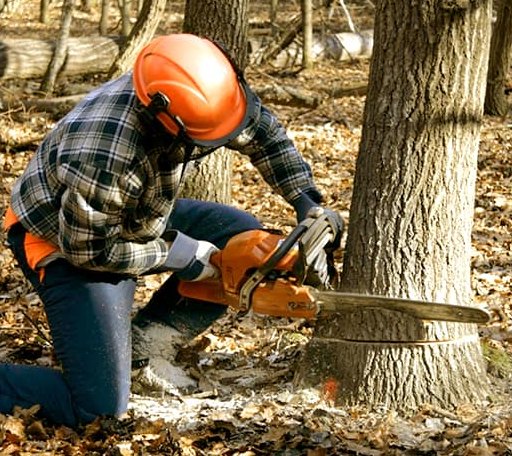 Tree Removal in Purvis, MS